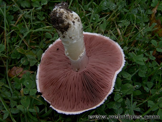  Agaricus campestris 