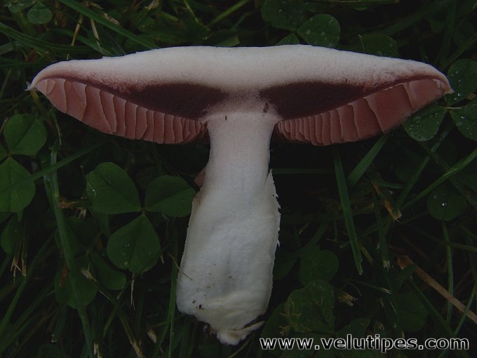 Agaricus campestris