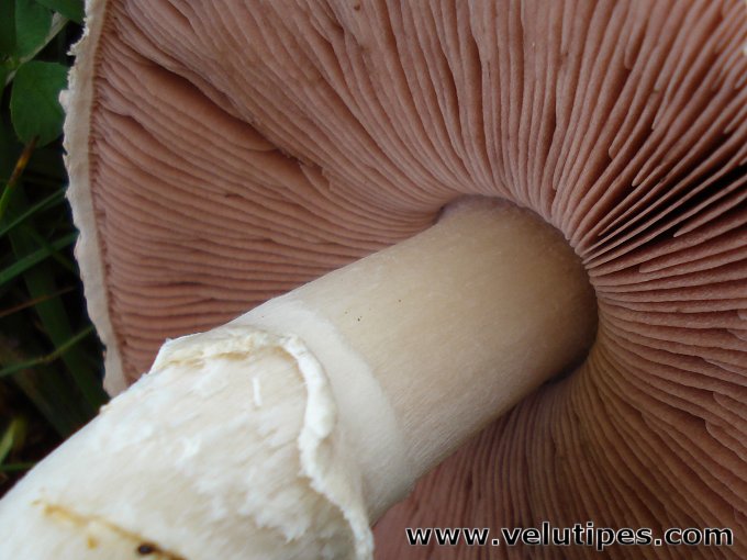 Agaricus campestris