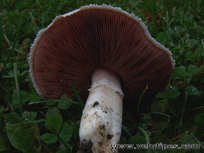 Agaricus campestris