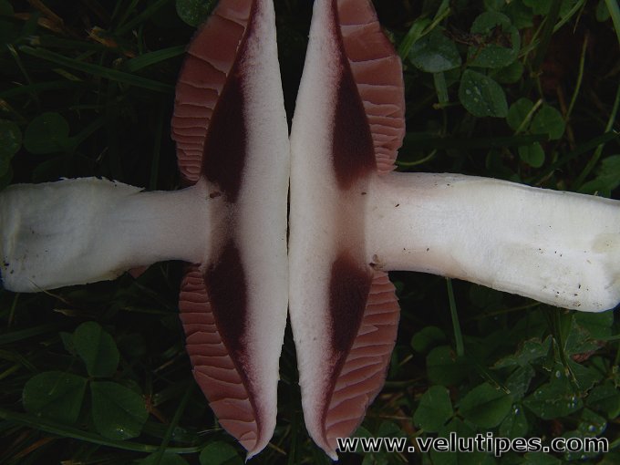 Agaricus campestris