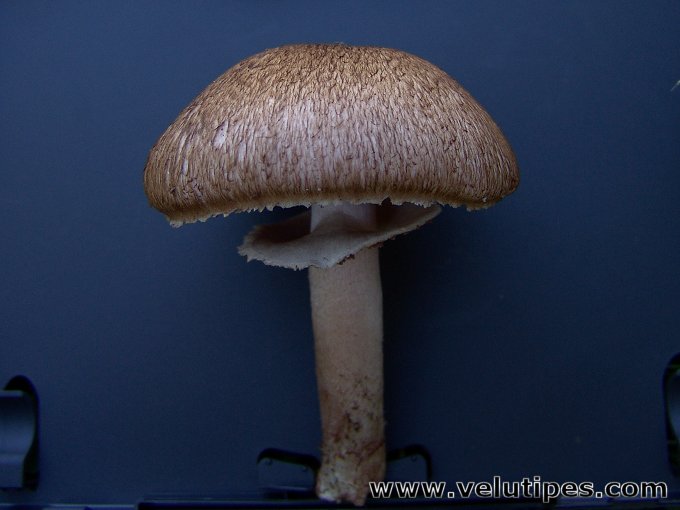  Agaricus langei 