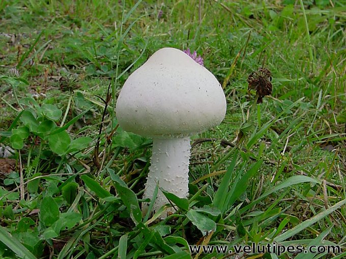 Agaricus osecanus