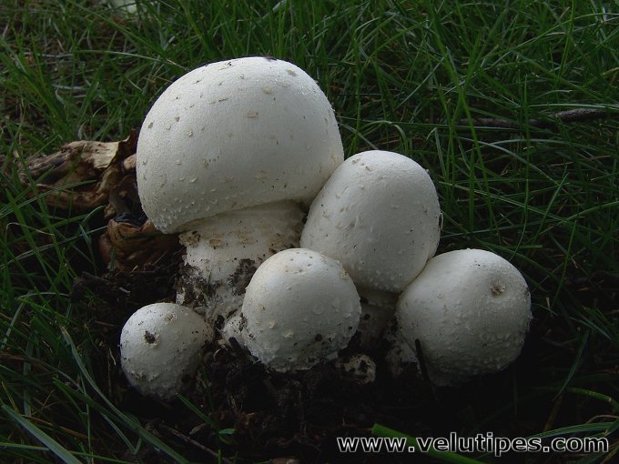 Agaricus osecanus