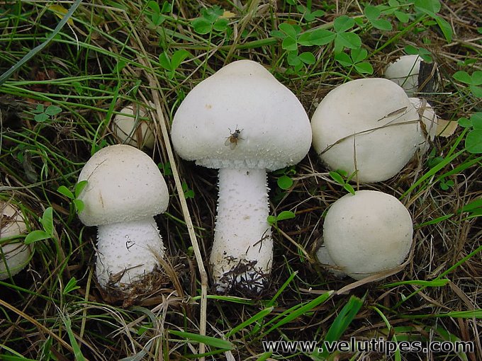 Agaricus osecanus