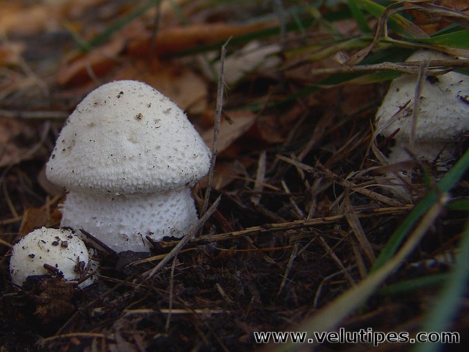 Agaricus osecanus