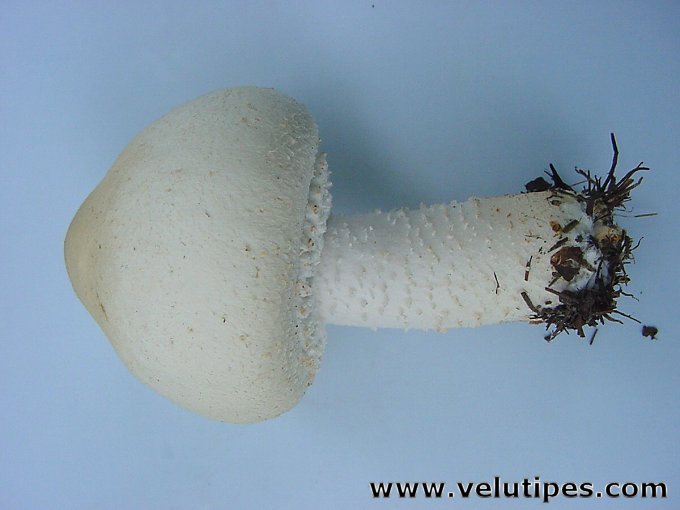 Agaricus osecanus