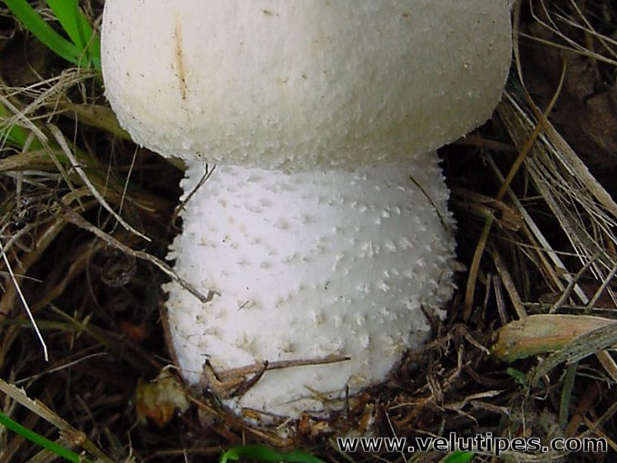 Agaricus osecanus