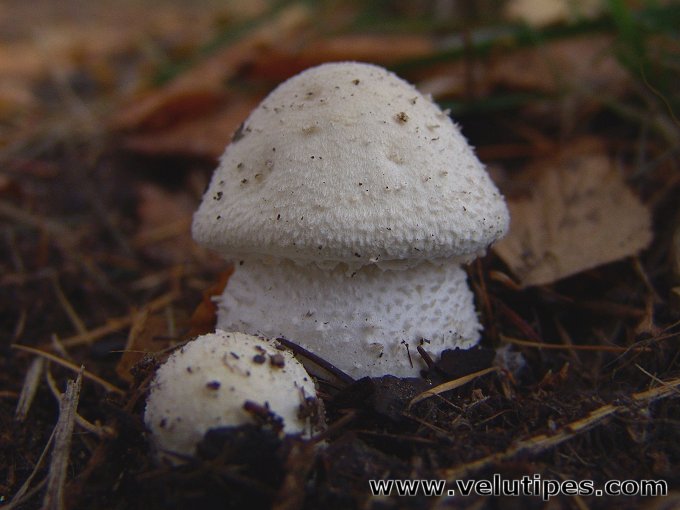 Agaricus osecanus