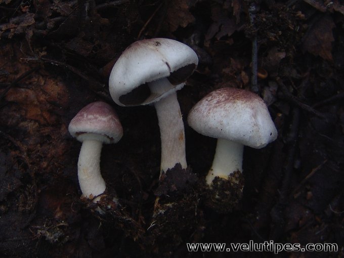 Agaricus semotus