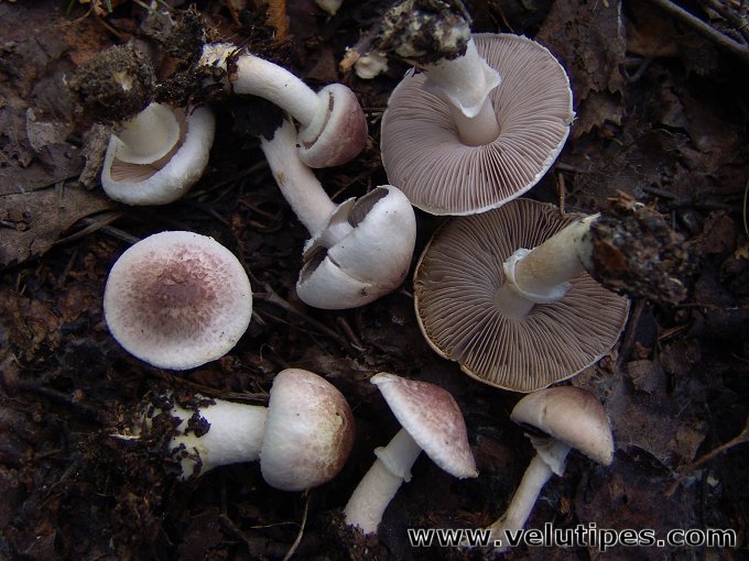 Agaricus semotus