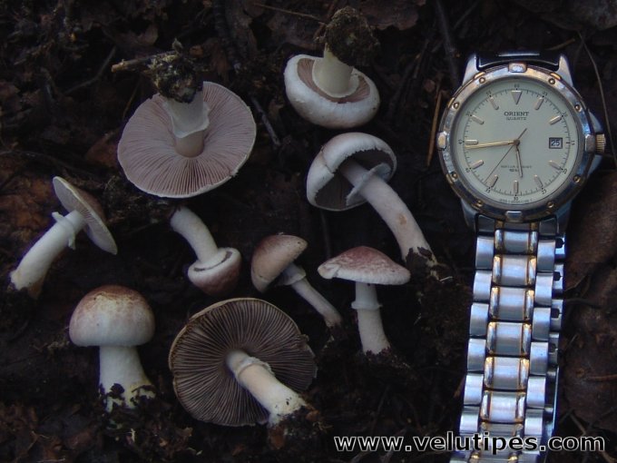 Agaricus semotus