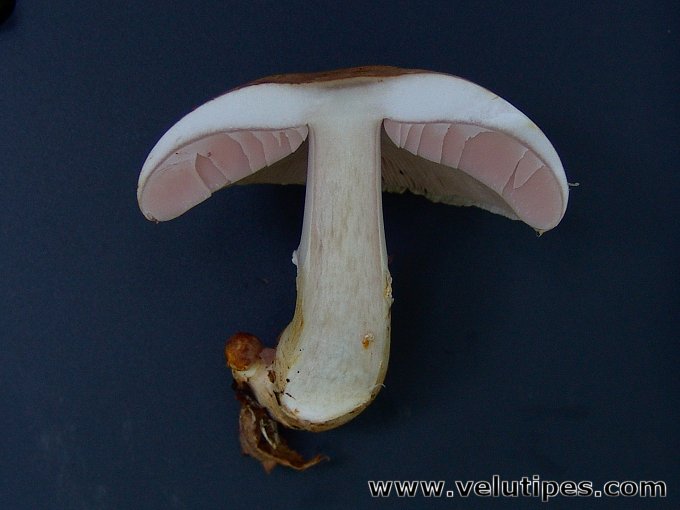Agaricus semotus