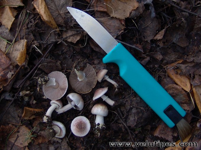 Agaricus semotus