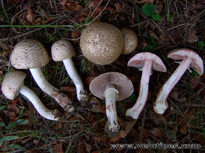  Agaricus sylvaticus 