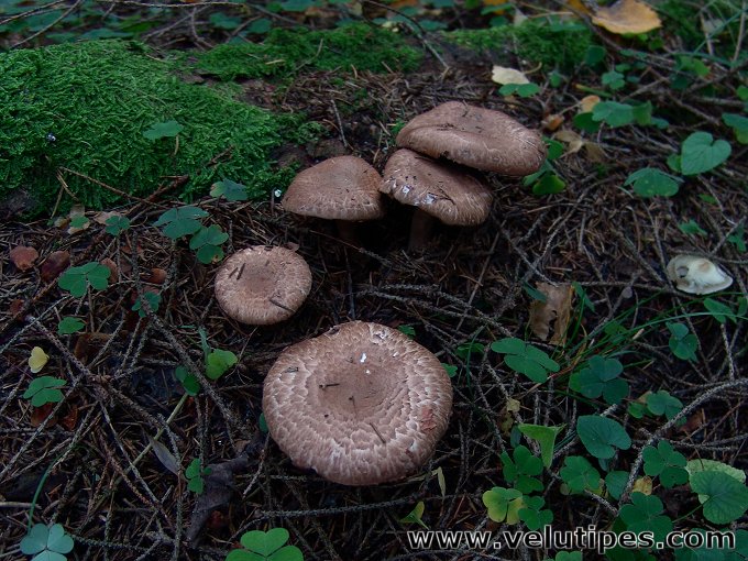  Agaricus sylvaticus 