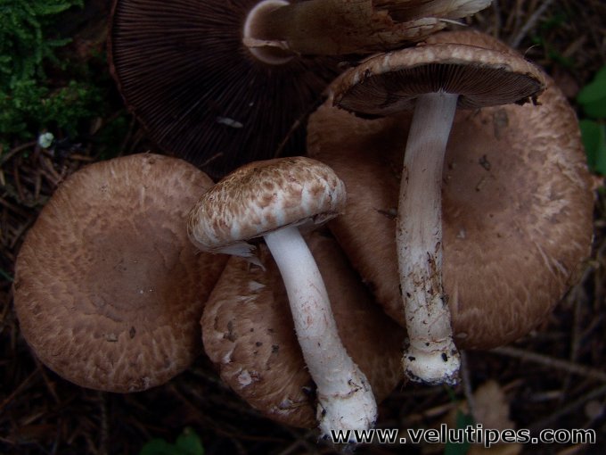  Agaricus sylvaticus 