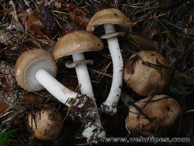  Agaricus sylvaticus 