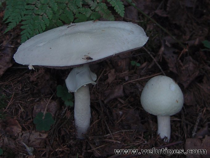  Agaricus sylvicola