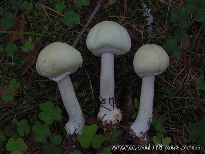  Agaricus sylvicola