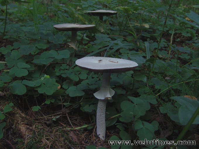  Agaricus sylvicola