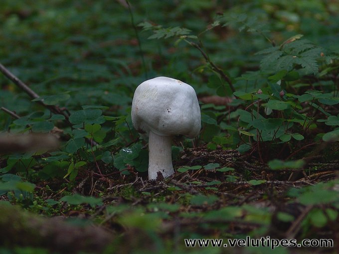  Agaricus sylvicola
