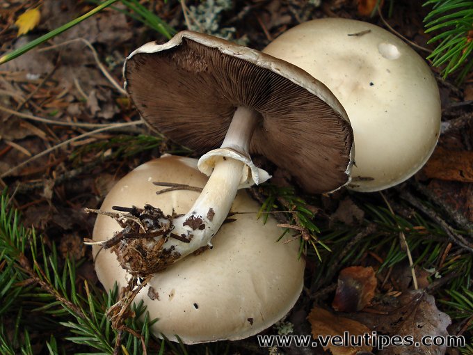  Agaricus sylvicola