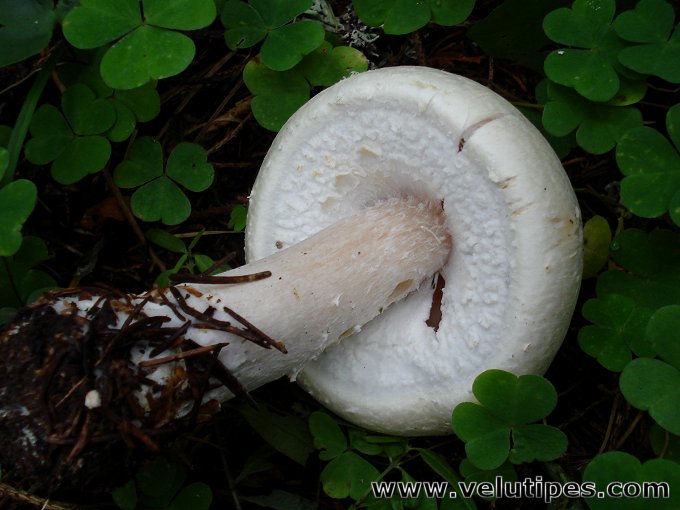  Agaricus sylvicola