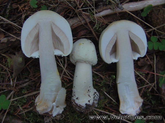  Agaricus sylvicola