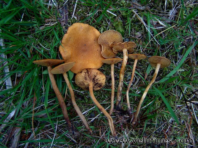 Agrocybe arvalis