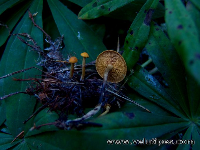Agrocybe arvalis
