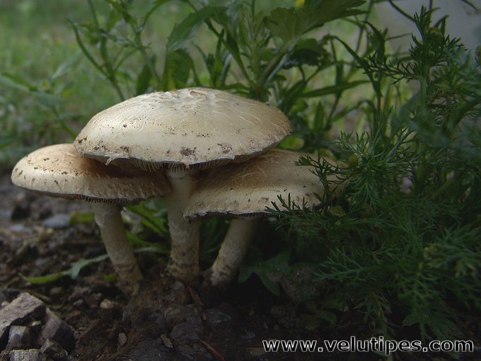 Agrocybe dura