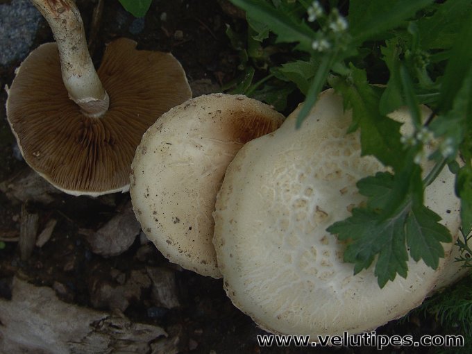 Agrocybe dura