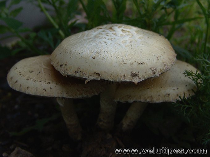 Agrocybe dura