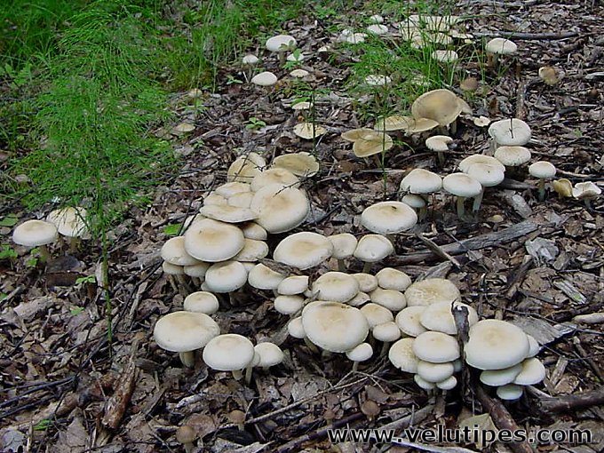 Agrocybe dura