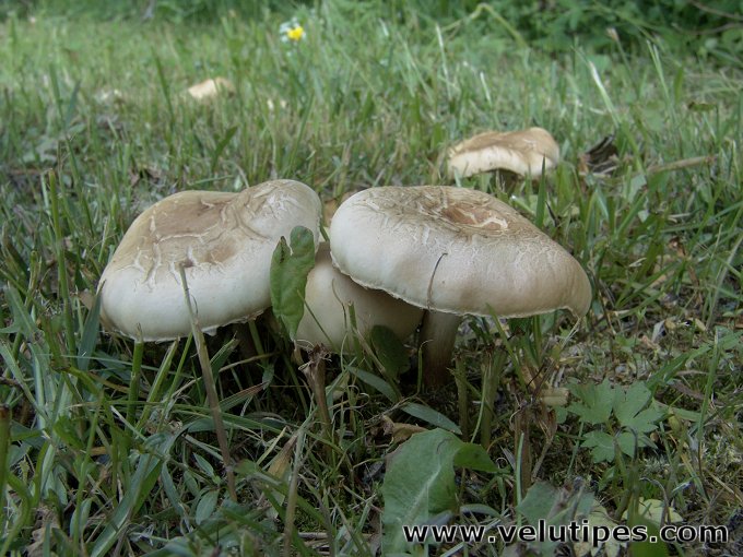 Agrocybe dura