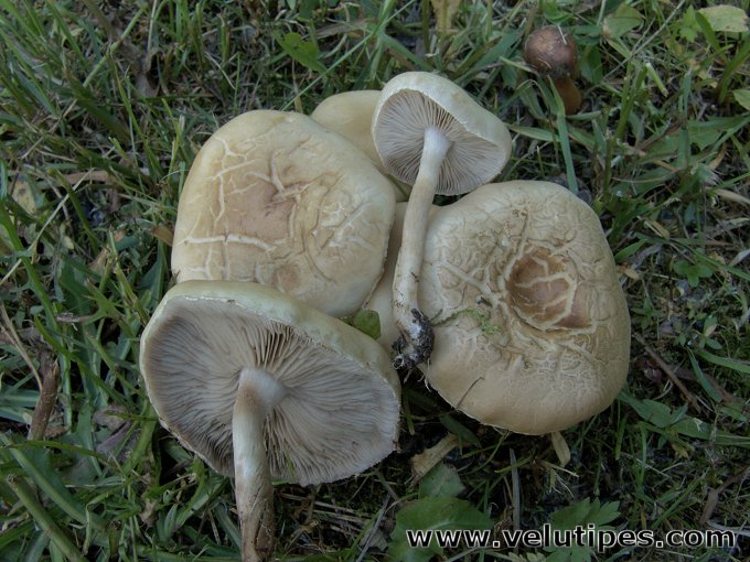 Agrocybe dura