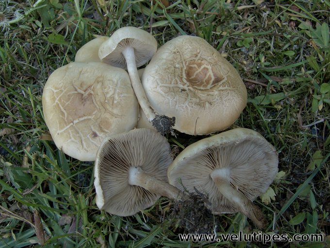 Agrocybe dura