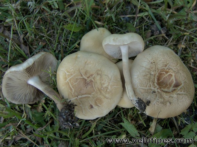 Agrocybe dura