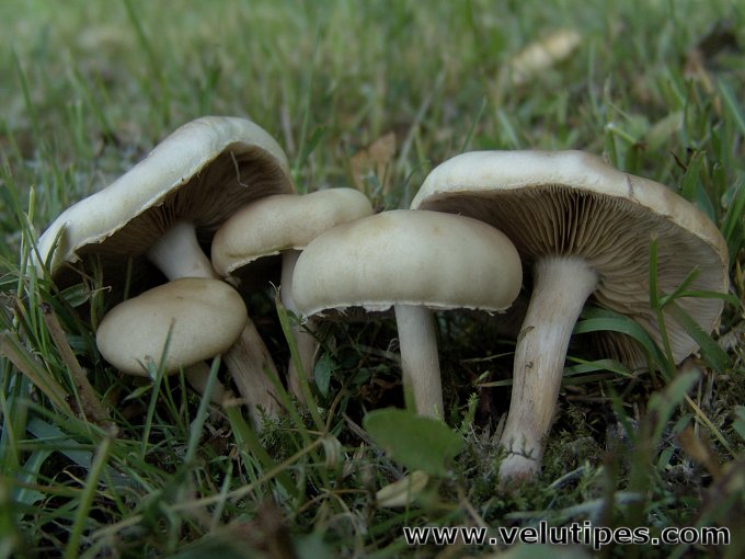 Agrocybe dura