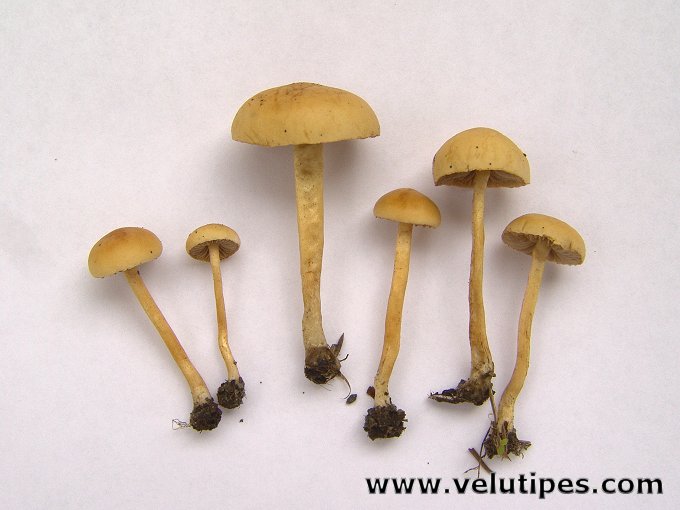 Agrocybe pediades