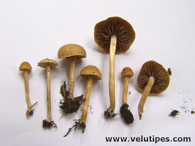 Agrocybe pediades