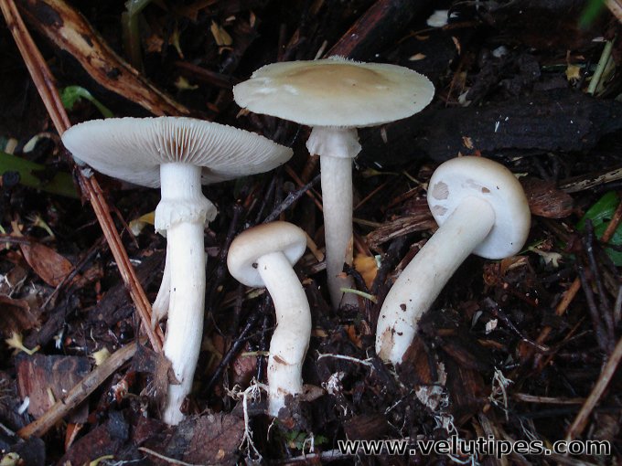Agrocybe praecox