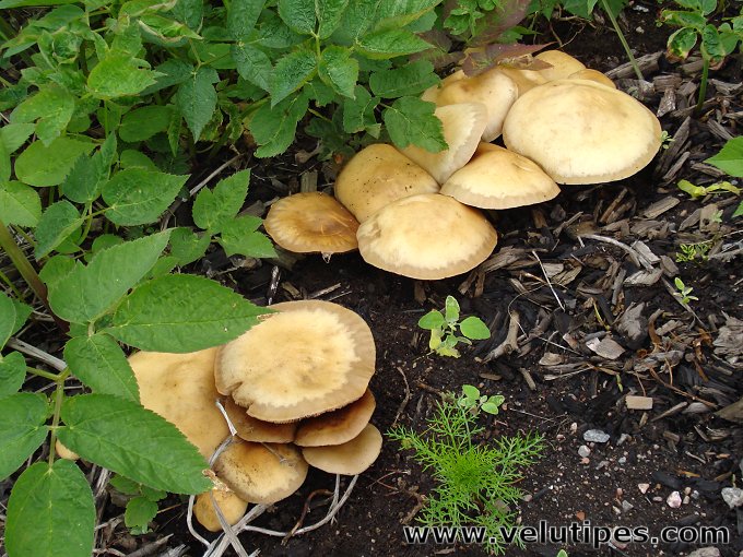 Agrocybe praecox