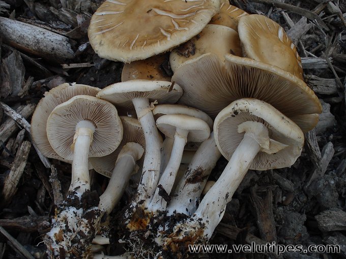 Agrocybe praecox