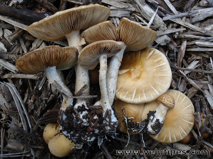 Agrocybe praecox