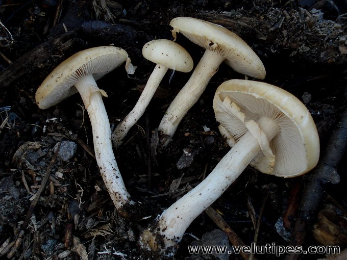 Agrocybe praecox