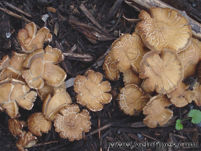 Agrocybe praecox