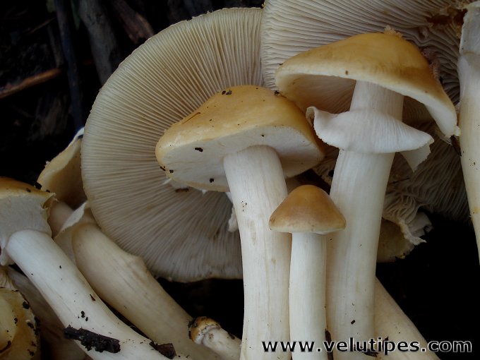 Agrocybe praecox