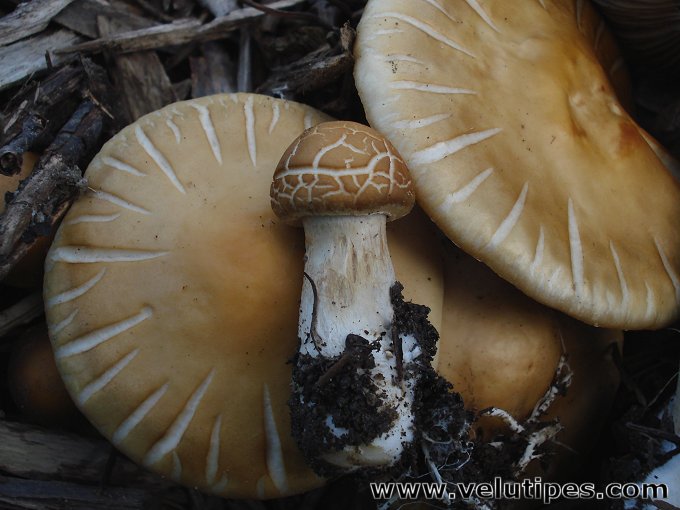 Agrocybe praecox